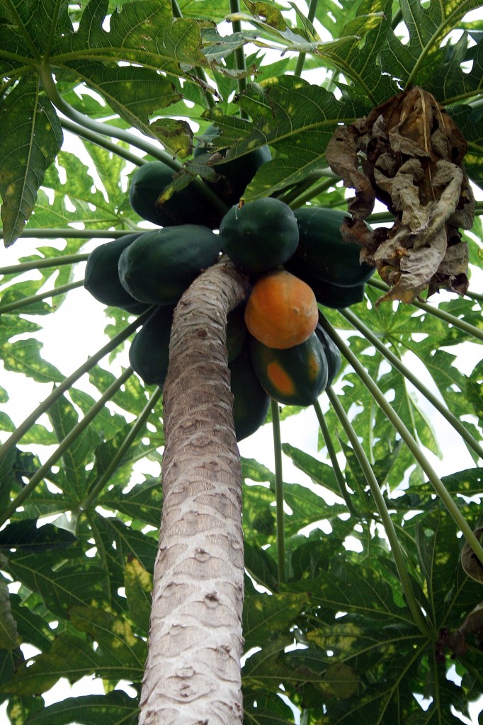 Papaya